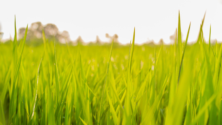The green grass leaf on sunny daylightの写真素材