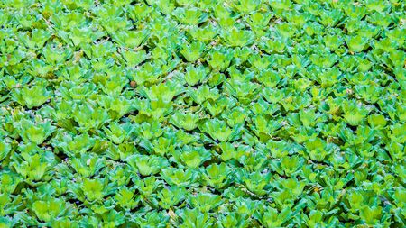 The many small vegetable flower on gree leafs backgroundの写真素材