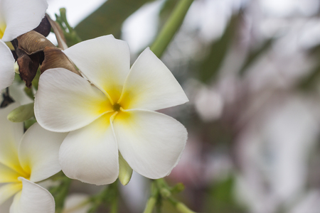 The white Plumeria flower on the green blur backgroundの写真素材
