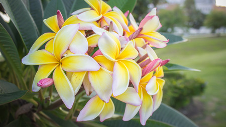 The many yellow white Plumeria flowers on green leaf backgroundの写真素材