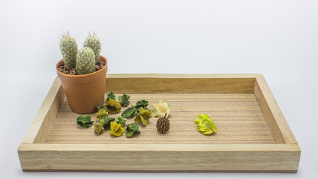 The small tree cactus on the white backgroundの写真素材