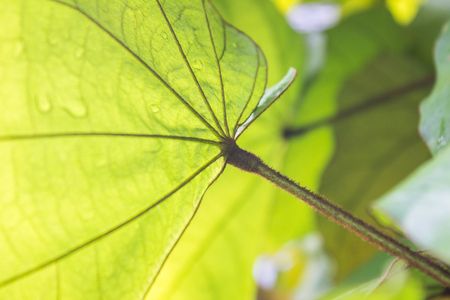 The textures green leaf on the green backgroundの写真素材