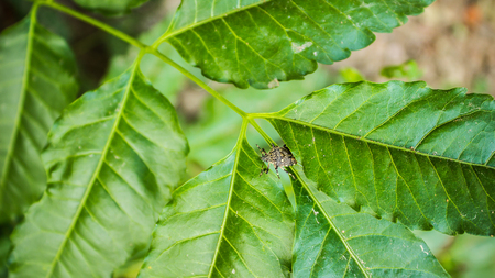 The bug on the green leaf background