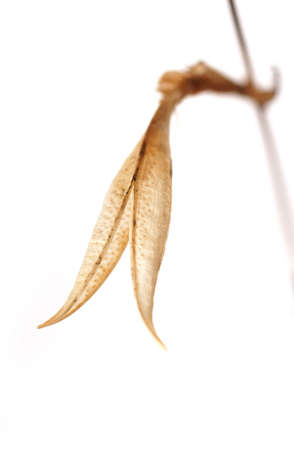                                 A close up minimalistic photo of small dry flower on white background の写真素材
