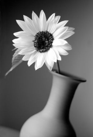  Sunflower in vase                              の写真素材