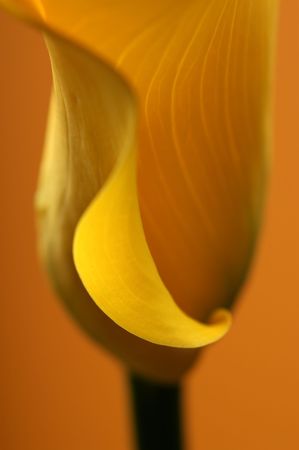    Studio photo of flower photographed with light brush                            の写真素材