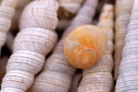     Detail of different snail on the beach                            の写真素材