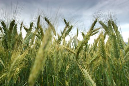    Rye field in late summer                             の写真素材