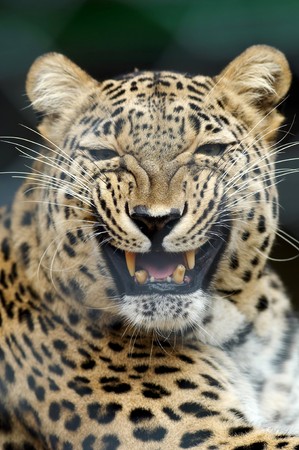 Threatening leopardの写真素材