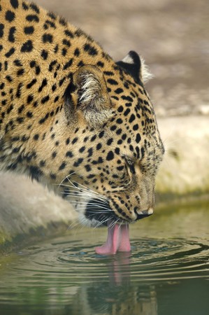 Leopard drinking waterの写真素材