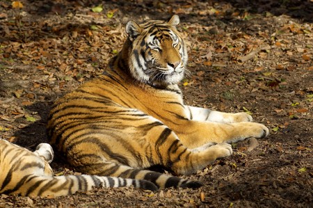 Asian tigerの写真素材