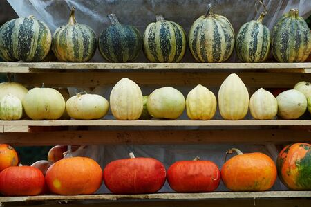 Different pumpkin on local marketの写真素材