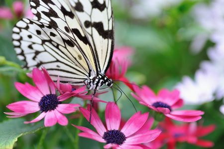 Paradise of Butterflyの写真素材