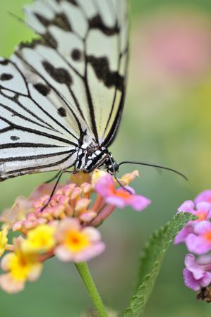 Paradise of Butterfly の写真素材