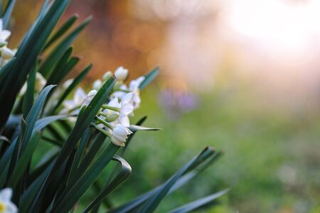 narcissusの写真素材