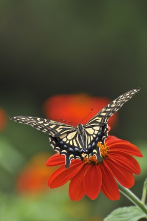 Swallowtail butterflyの写真素材