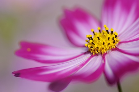 Cosmos flowerの写真素材