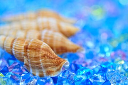 Summer shellの写真素材