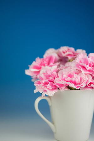 Carnationの写真素材