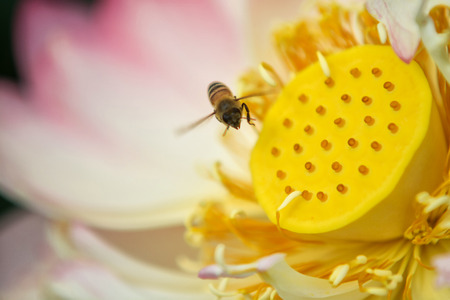 Lotus flower close up with the beeの写真素材
