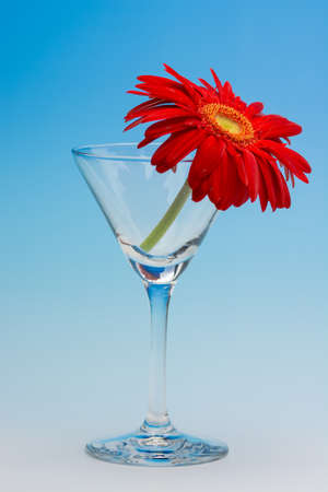 Gerberaの写真素材