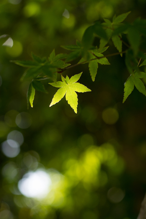 Japanese maple leafの写真素材