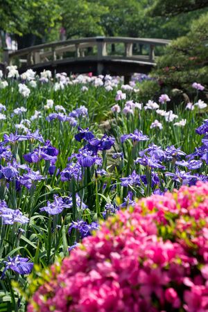 Iris ensata in Japanese gardenの写真素材