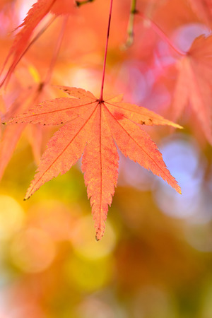 Japanese maple leafの写真素材