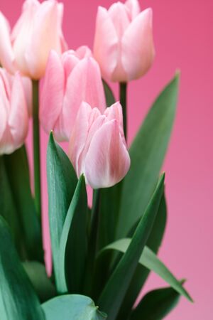 Tulipの写真素材