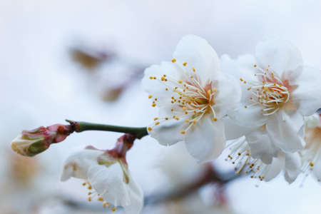 Japanese apricotの写真素材
