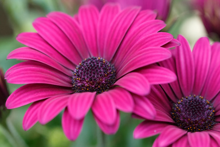 Daisyの写真素材