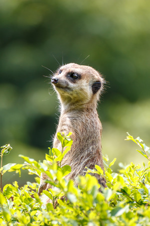 Meerkatの写真素材