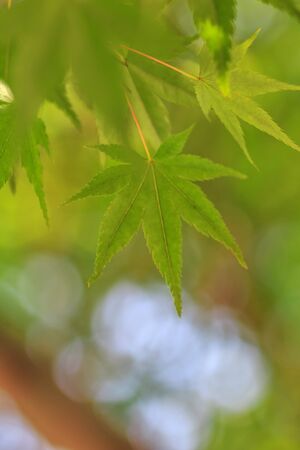 Green leaf of Japanese maple