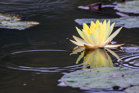 Water Lilyの写真素材