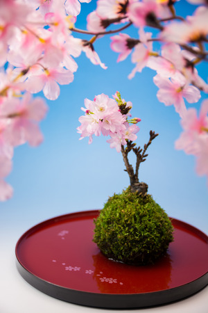 Japanese sakura bonsaiの写真素材
