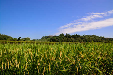 Rice Fieldの写真素材