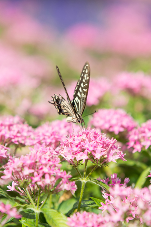 Swallowtail Butterflyの写真素材