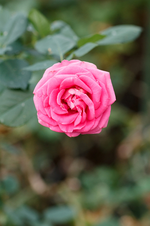 Rose flowerの写真素材