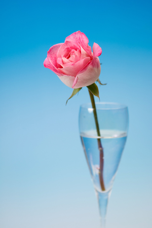 Roseの写真素材