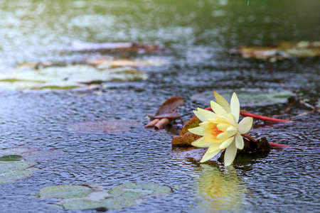 Water Lilyの写真素材