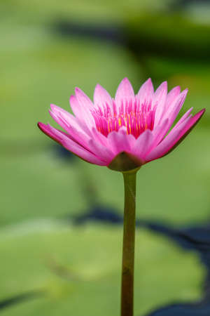 Water Lilyの写真素材