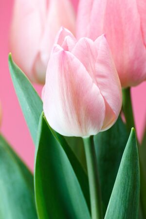 Tulipの写真素材