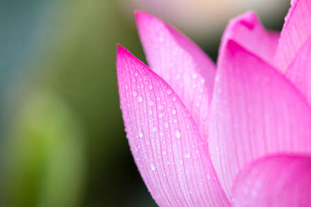 Lotus flowerの写真素材