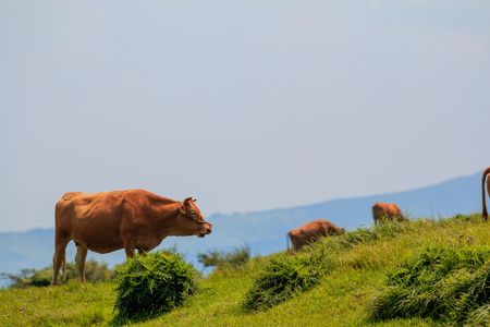 Cowの写真素材