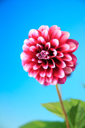 Dahliaの写真素材