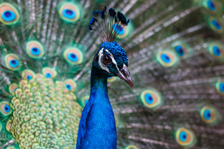Peacockの写真素材
