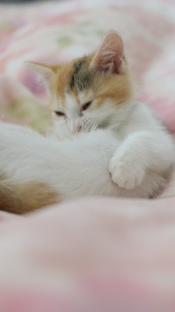 Grooming Kittenの写真素材