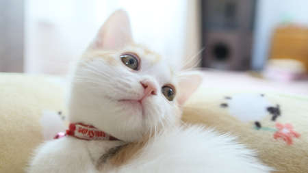 Sute Kitten Face