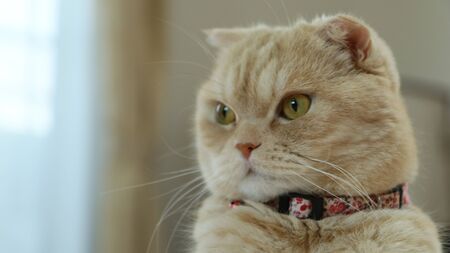 Cute Catの写真素材