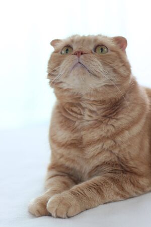 Cat looks upwardの写真素材